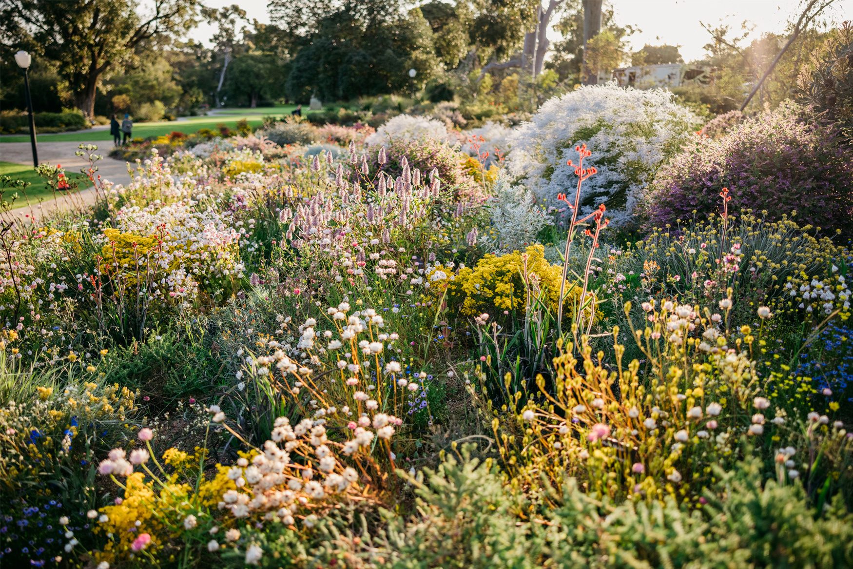 A lush, colorful garden bursting with diverse wildflowers and plants under bright sunlight.