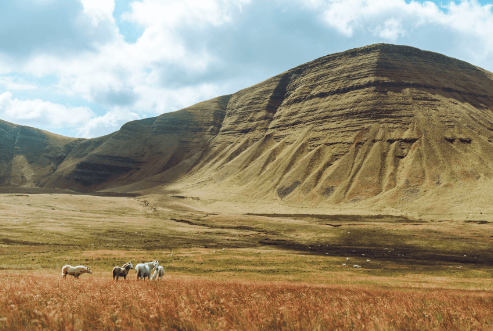 Plant community, Natural landscape, Cloud, Sky, Mountain, Highland, Grass