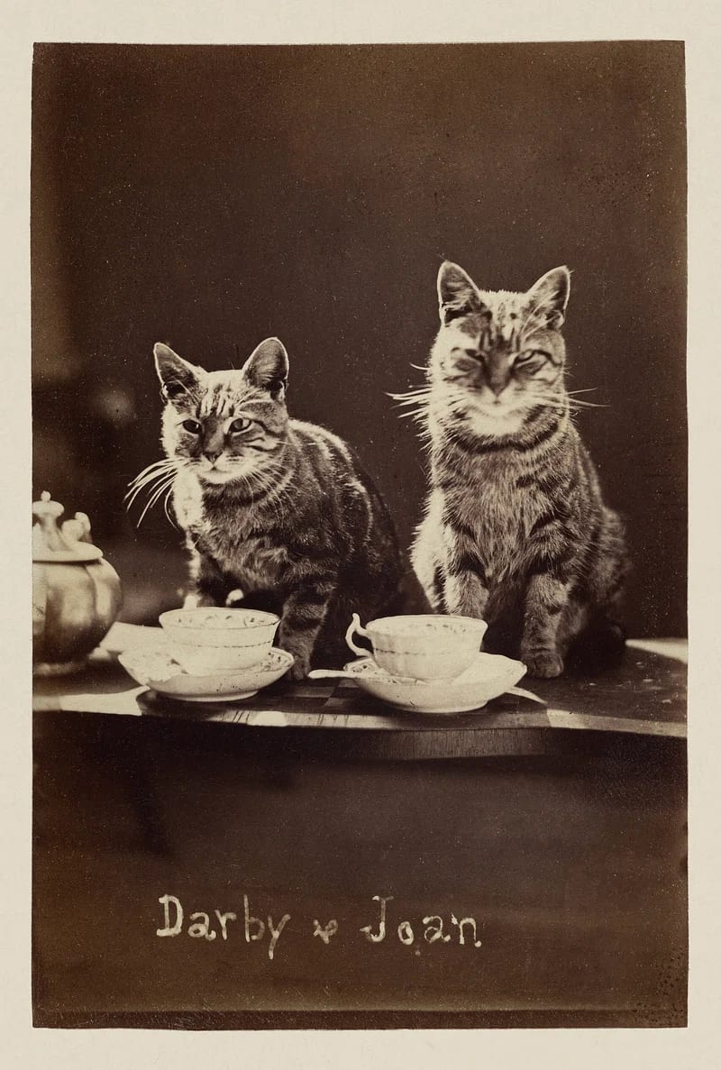 Two tabby cats, "Darby & Joan," seated at a tea party setup with cups and a teapot in a vintage photo.