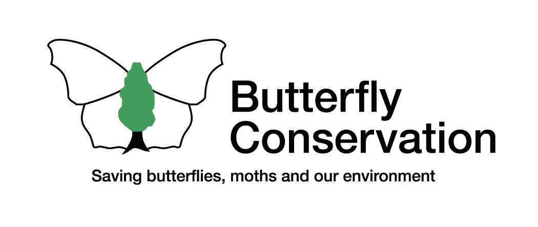 Insect, Pollinator, Butterfly, Arthropod, Lepidoptera, Wing