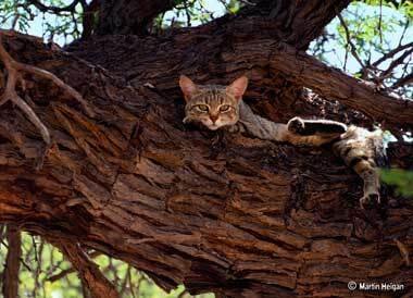 A wild cat with tabby markings lies on a thick, gnarled tree branch, looking directly forward.