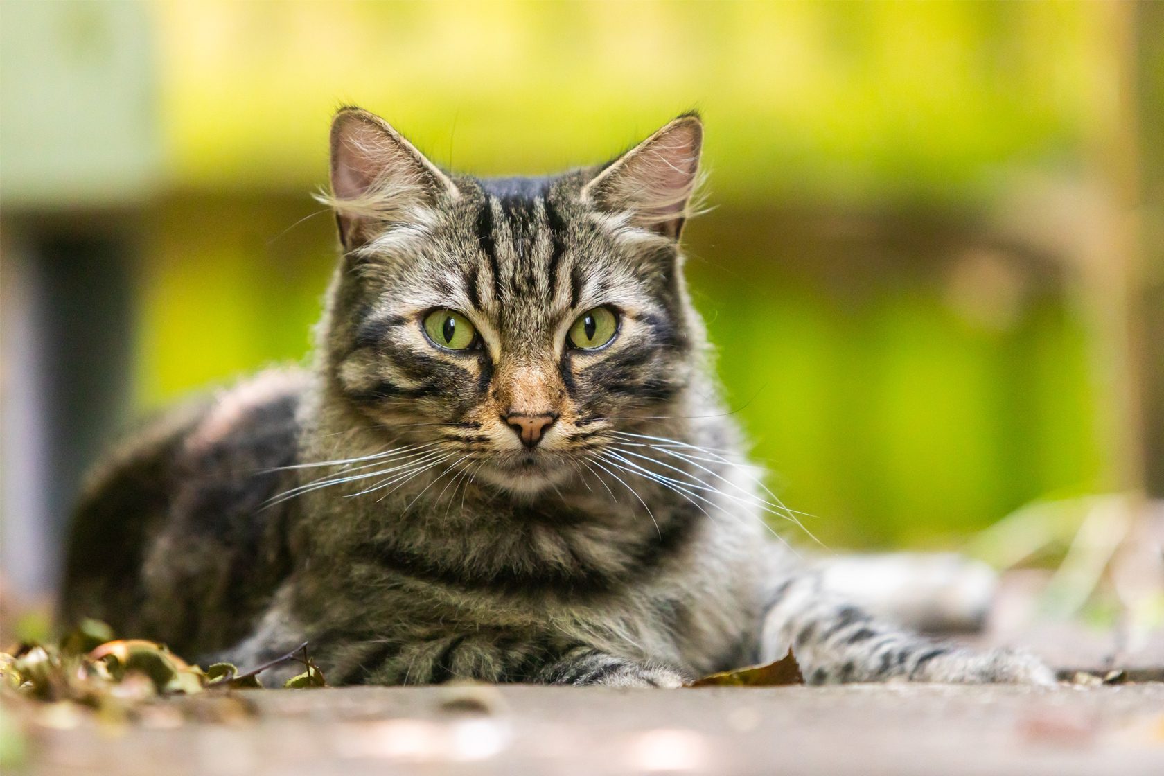A brown and black tabby cat with striking green eyes lies down, gazing directly at the camera.
