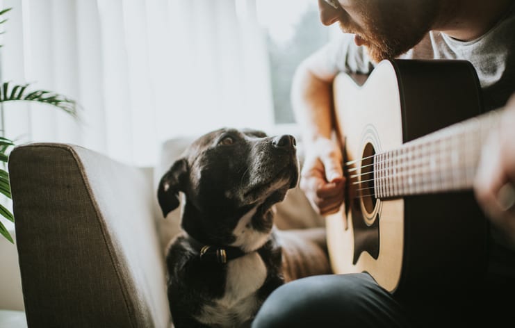 Guitar accessory, Flash photography, Musical instrument, Dog breed, Couch, Carnivore, Gesture, Plant