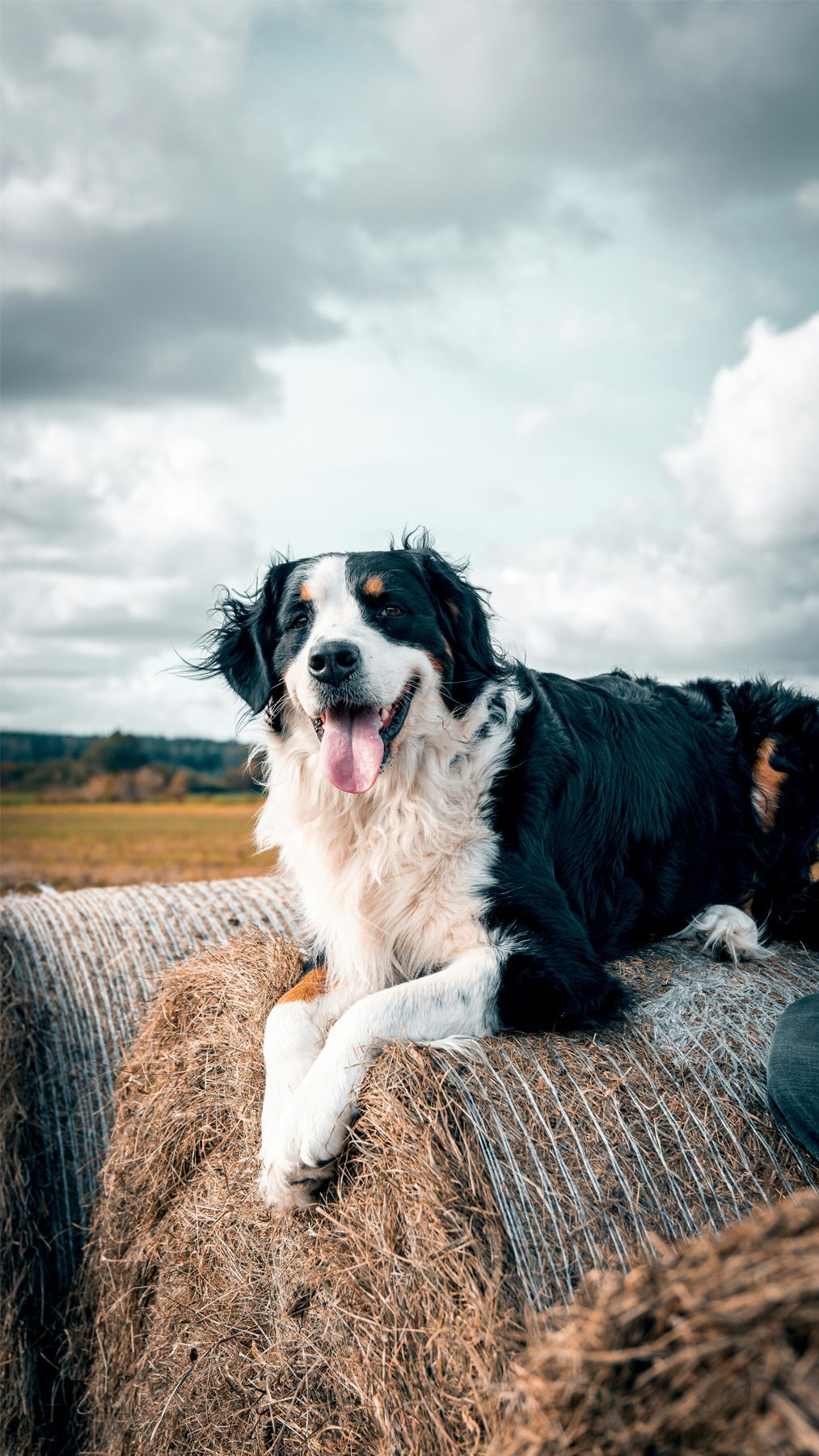 A happy Bernese Mountain Dog lies on hay bales under a cloudy sky.