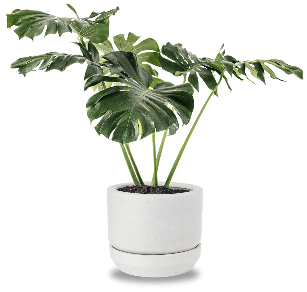 Terrestrial plant, Houseplant, Flowerpot, Tree, Arecales