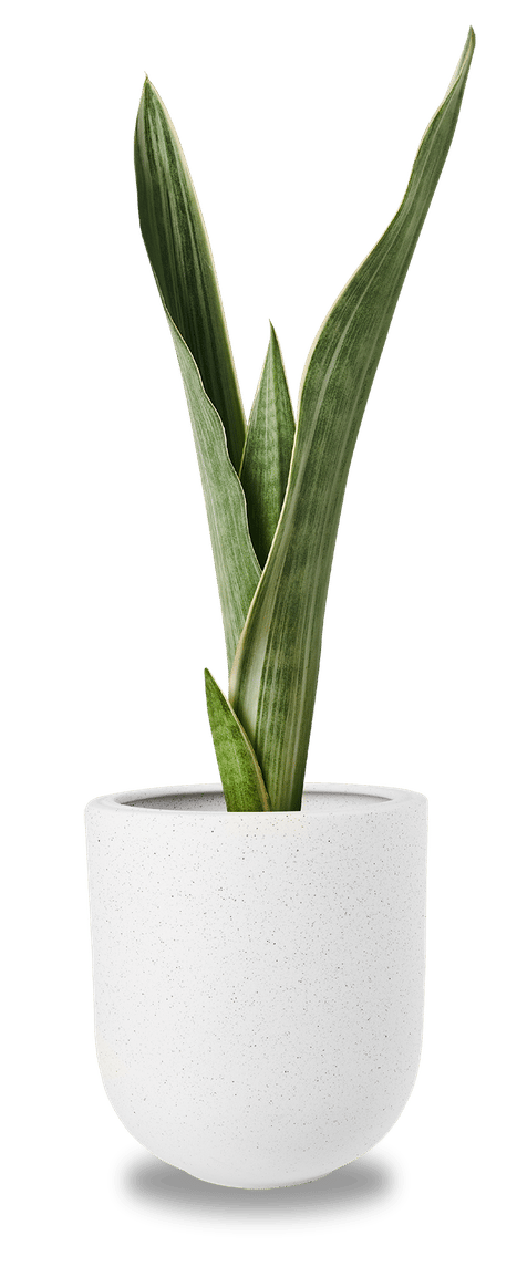 Terrestrial plant, Flowerpot, Houseplant, Flower