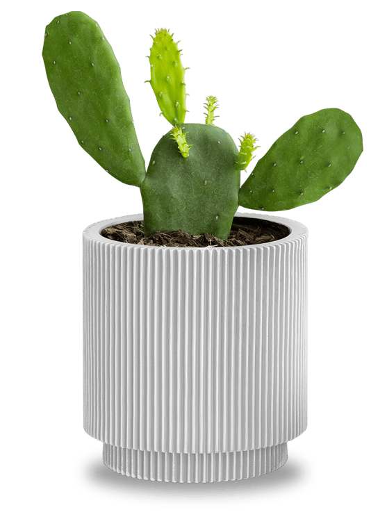 Terrestrial plant, Flowerpot, Houseplant, Table, Rectangle