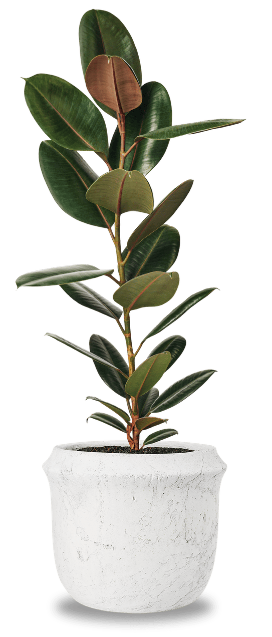Terrestrial plant, Flowerpot, Houseplant