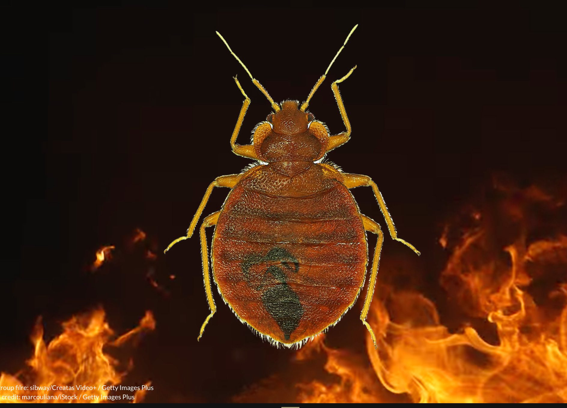 Begbug