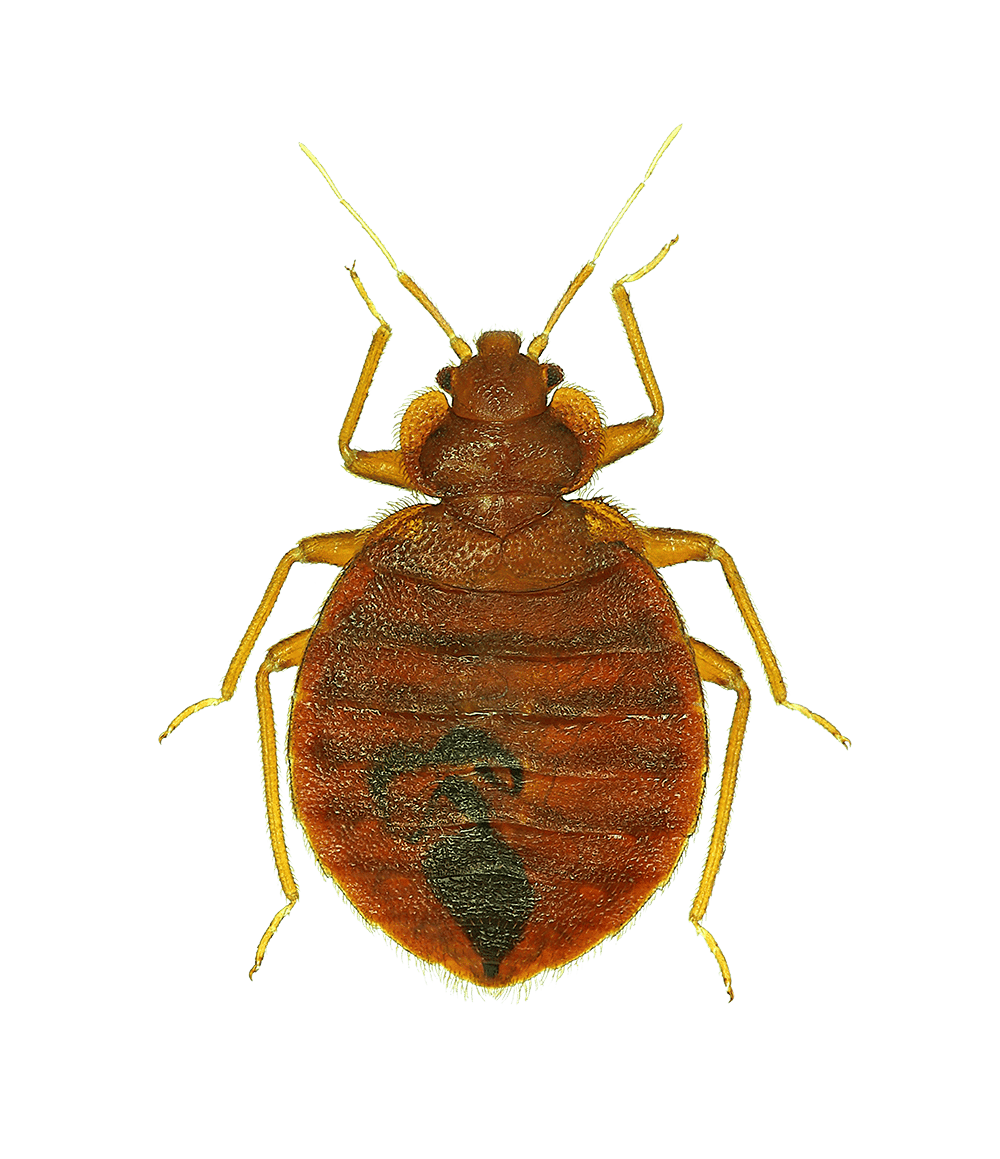 Kill Bed Bugs With Heat