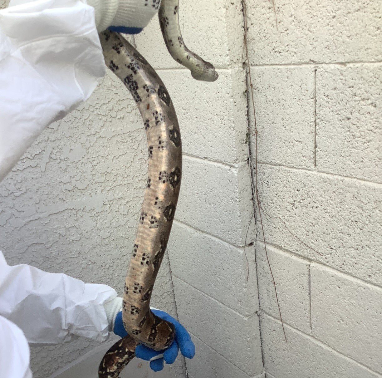 Snake