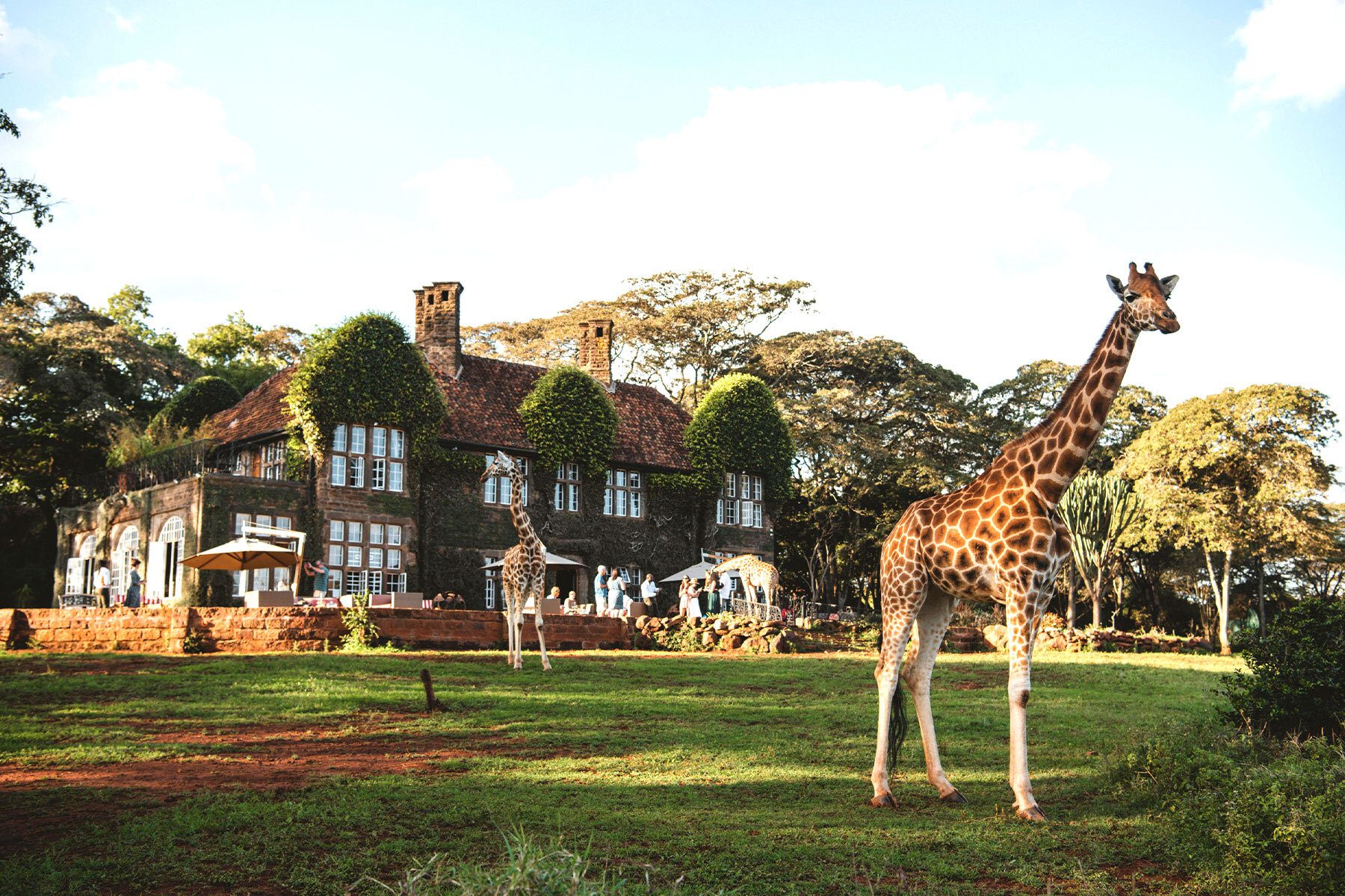 Natural landscape, Sky, Cloud, Giraffe, Giraffidae, Plant, Tree, Building, Grass, Fawn