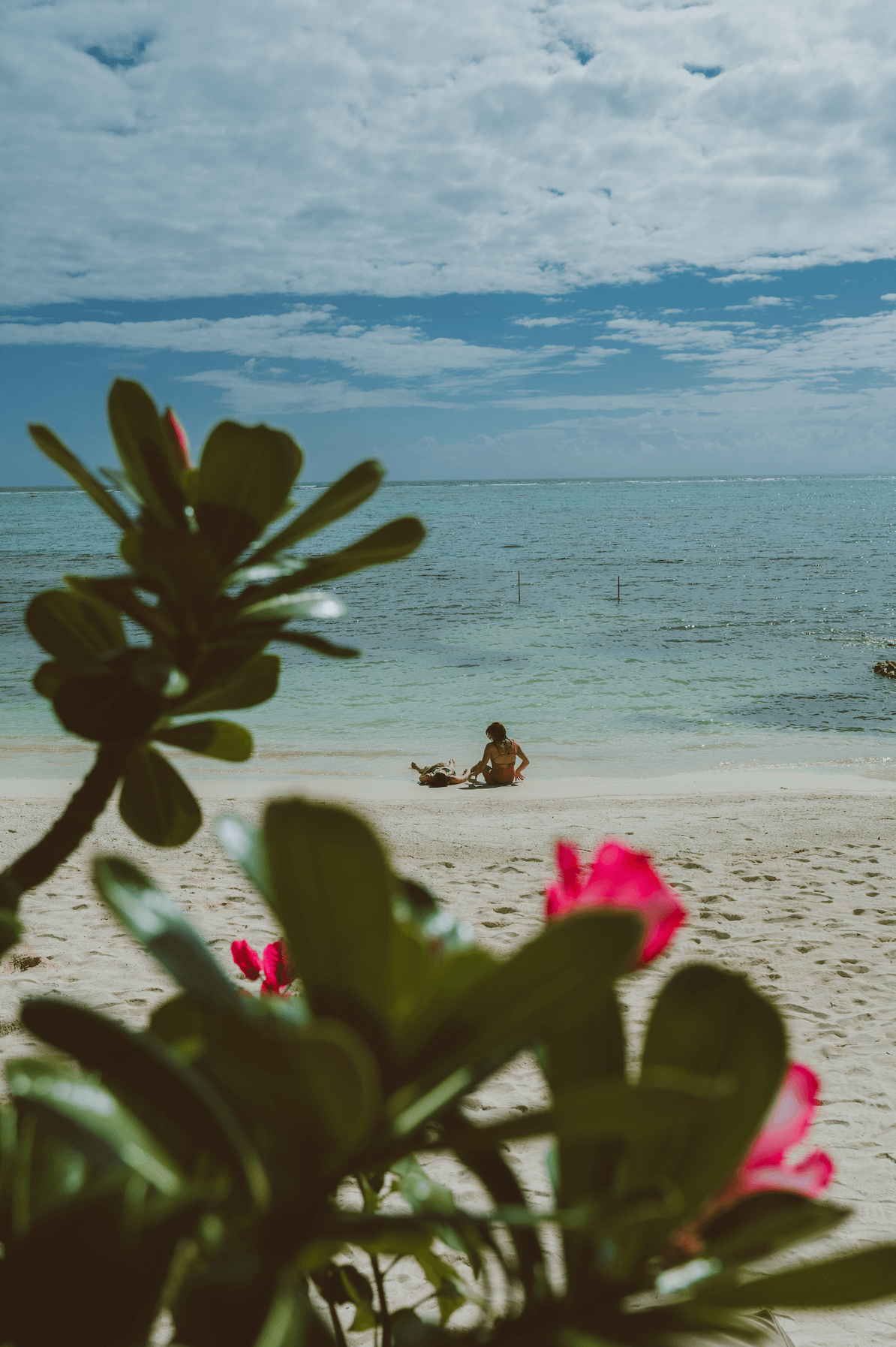 Coastal and oceanic landforms, Terrestrial plant, Cloud, Flower, Water, Sky, Azure, Vegetation, Petal