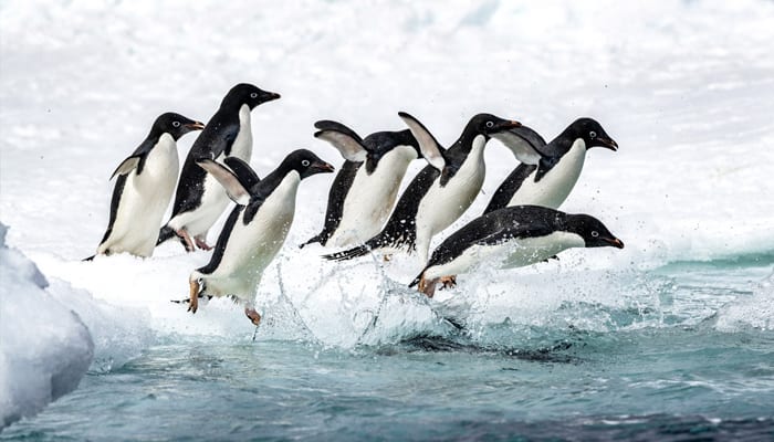 Water, Bird, Vertebrate, Beak, Liquid, Penguin, Fluid, Mammal, Sky