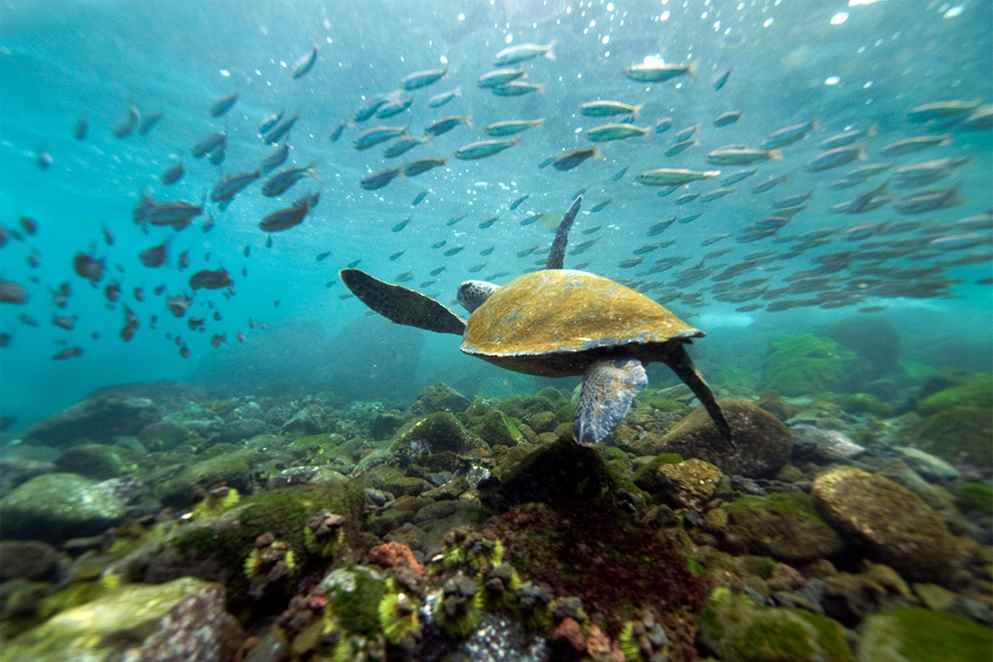 Hawksbill sea turtle, Marine biology, Underwater, Ocean, Reptile
