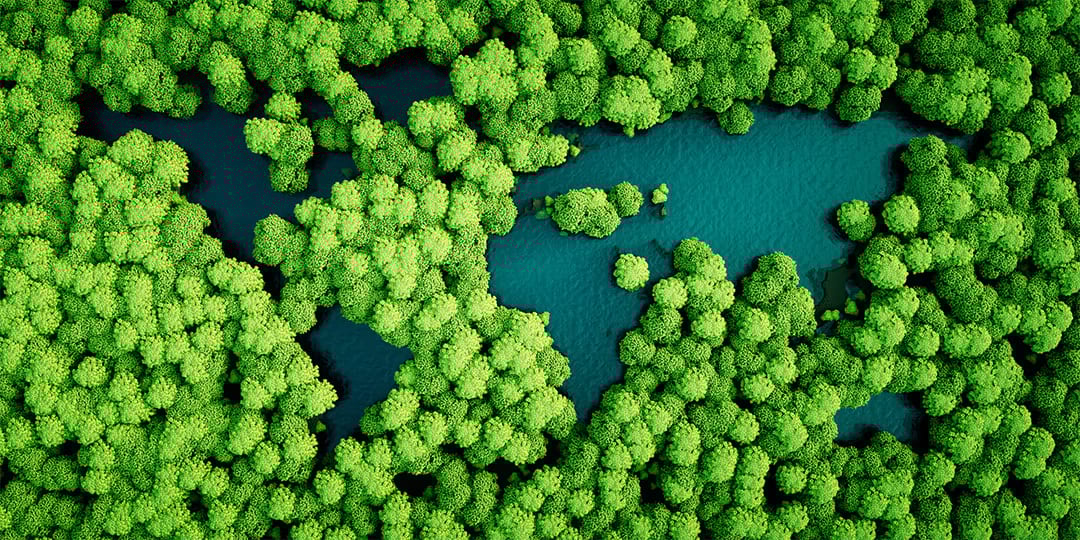 Natural environment, Terrestrial plant, Water, World, Green, Leaf, Botany, Organism, Vegetation