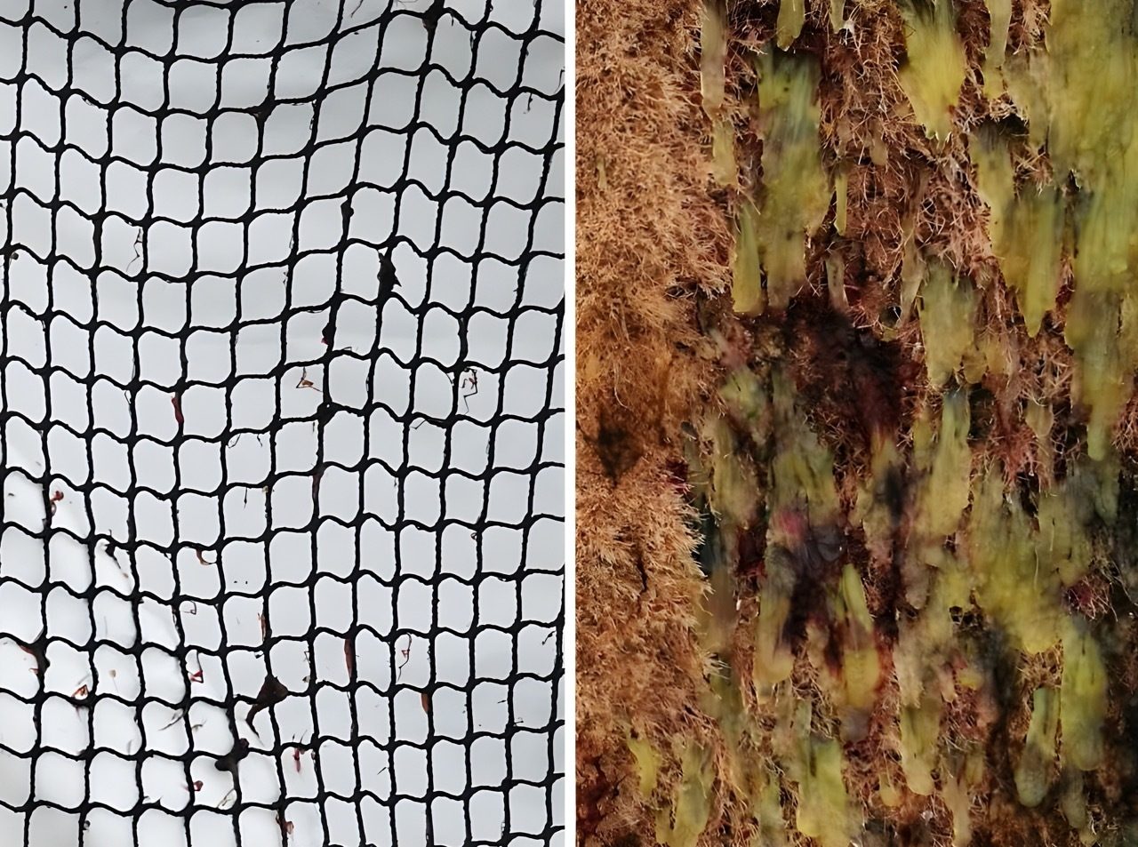 Wire fencing, Terrestrial plant, Mesh, Branch, Organism, Trunk, Wood, Twig, Line