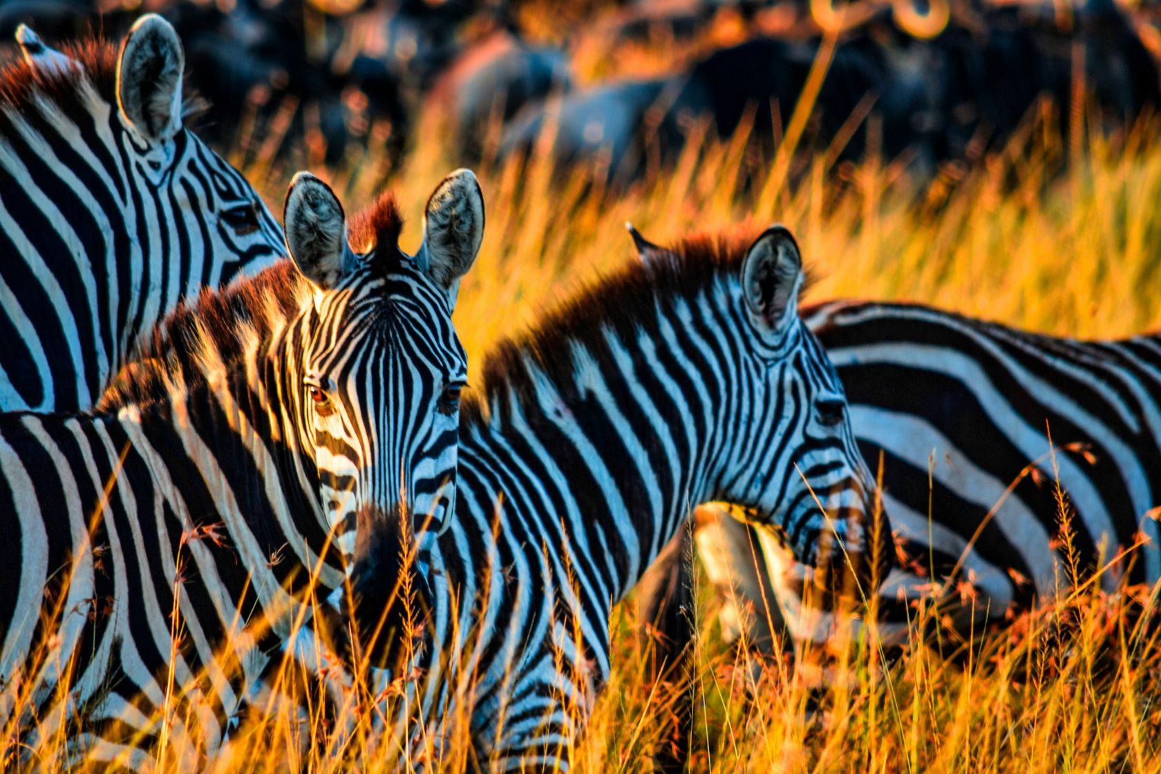 Zebras in tall golden grass.