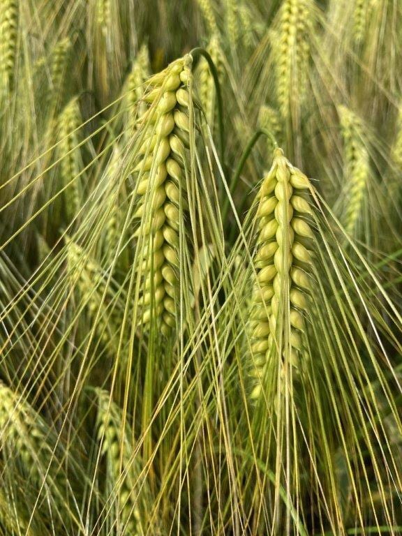 People in nature, Terrestrial plant, Khorasan wheat, Leaf, Evergreen, Wood, Grass, Agriculture