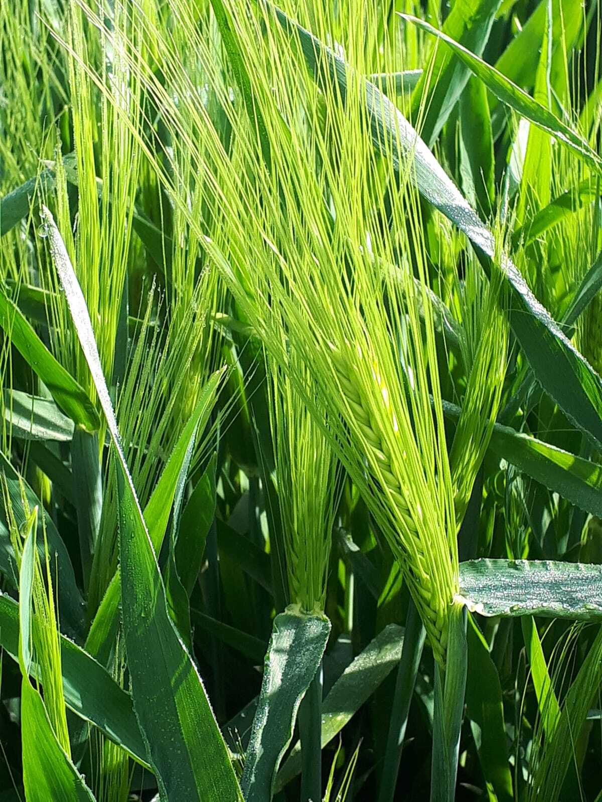 Terrestrial plant, Grass, Agriculture, Arecales