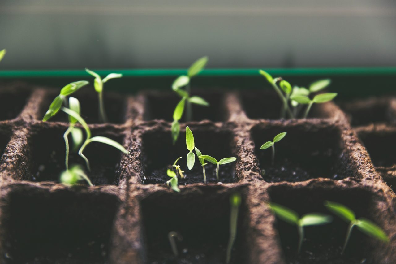 Rearing tomatoes for self support