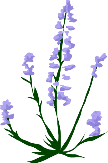 Simple illustration of purple lavender flowers with green stems against a dark green background.