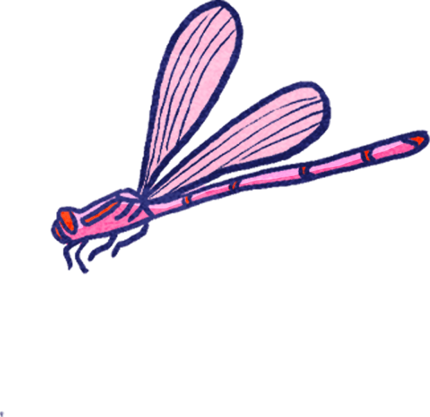 Pink damselfly illustration with dark blue outlines and striped wings, flying on a green background.