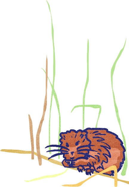 Cartoon brown rodent with blue outlines amidst tall green and brown reeds.