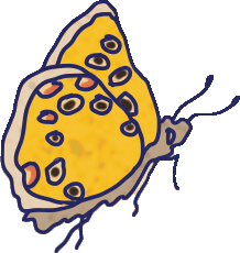 Cartoon yellow butterfly with dark spots.