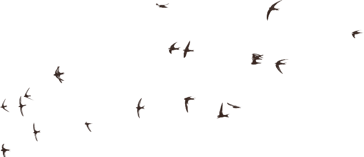 Flock of dark bird silhouettes flying against a green background.