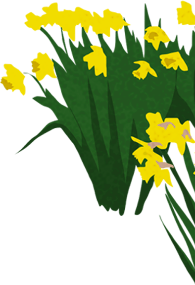 Yellow daffodils with green leaves on a dark green background.