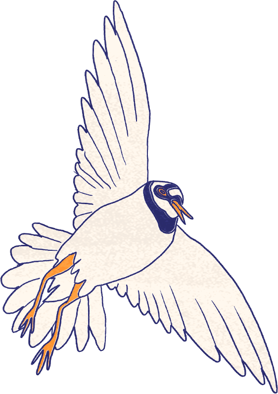 Stylized white bird with dark blue markings, orange beak and legs, flying on a green background.