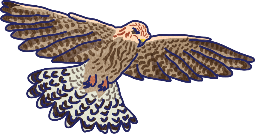 Flying hawk illustration with speckled brown and white feathers and a dark outline.
