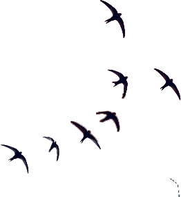 Multiple dark birds flying against a green background.