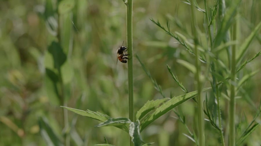 A bee on a green plant stem with a blurry green background.