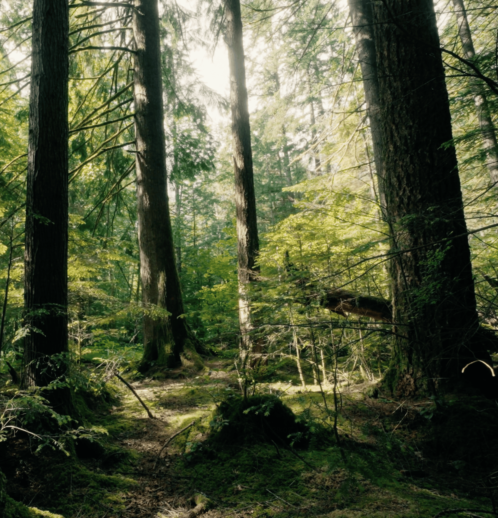 A lush, sunlit forest with tall trees, mossy ground, and a fallen log.