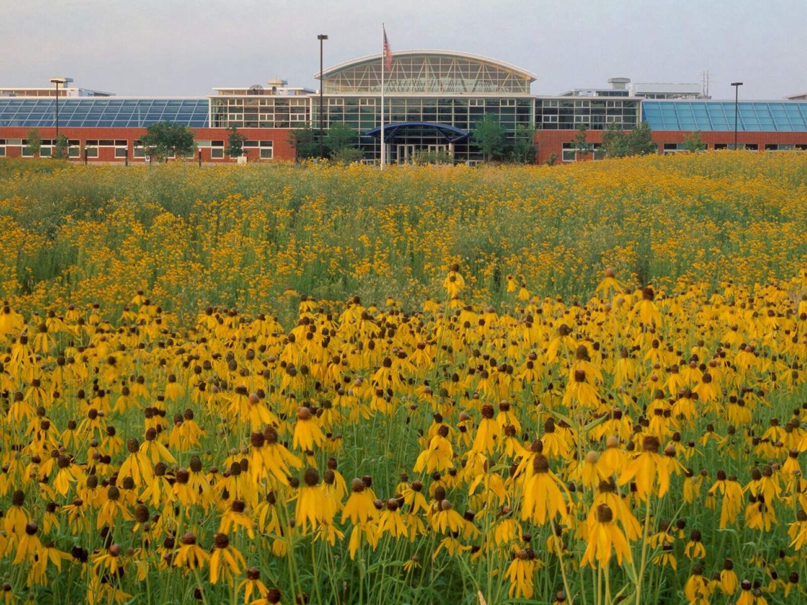 Field of yellow coneflowers in the foreground, with a modern building and arched roof behind.
