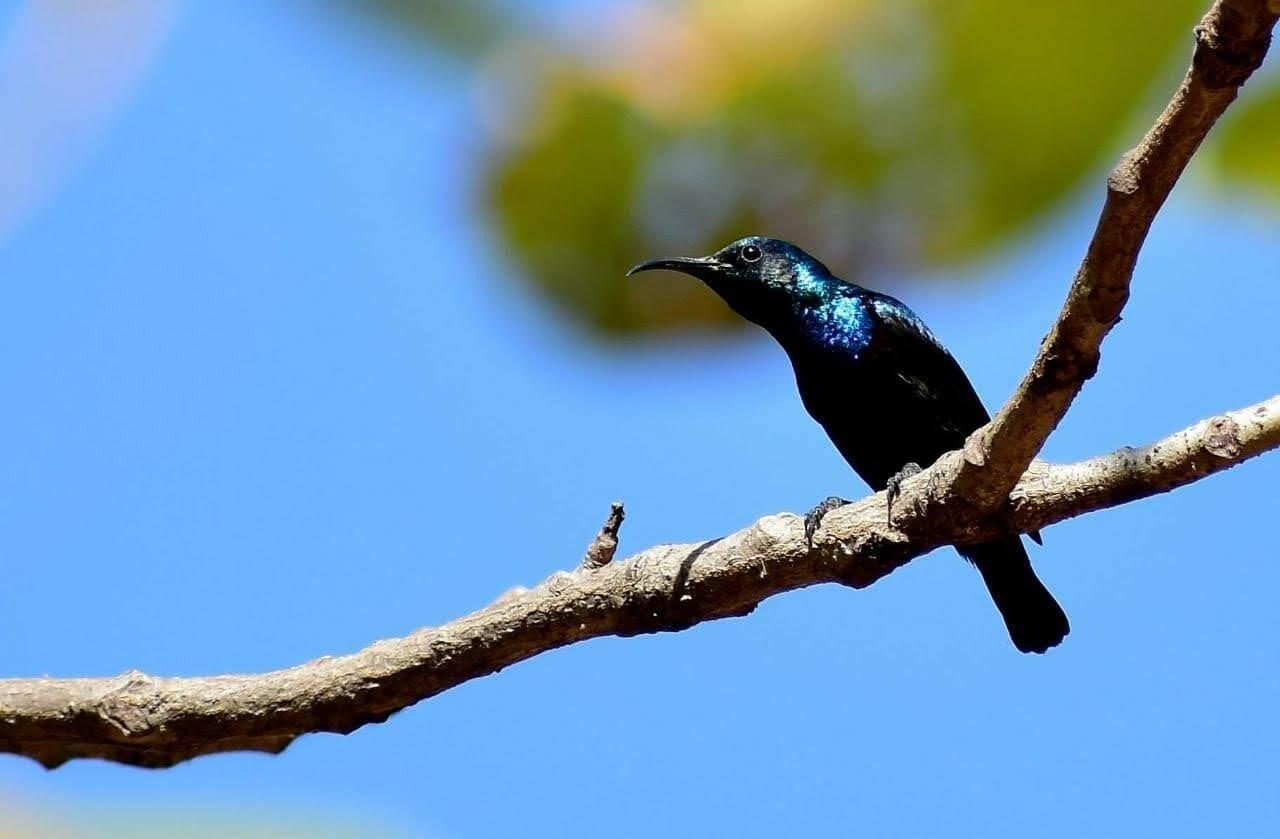 Bird, Sky, Branch, Twig, Beak