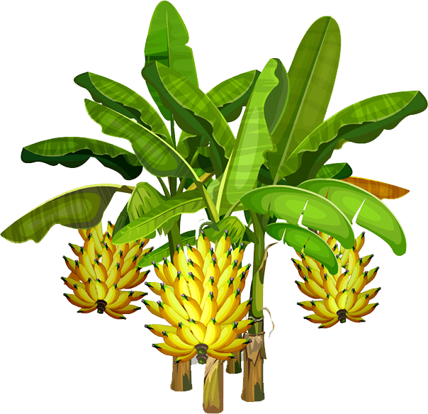Terrestrial plant, Cooking plantain, Flowerpot, Fruit, Botany, Houseplant, Banana, Tree, Food