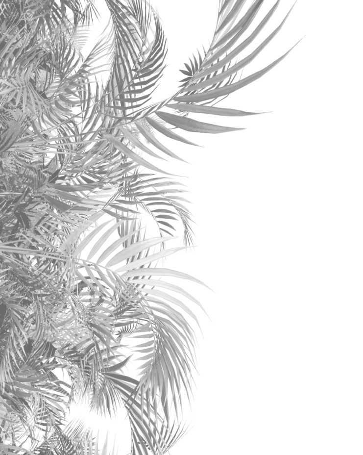 Terrestrial plant, Branch, Organism, Arecales, Tree