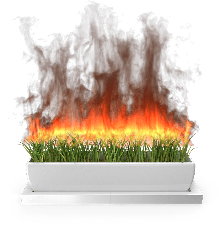 Plant, Rectangle, Heat
