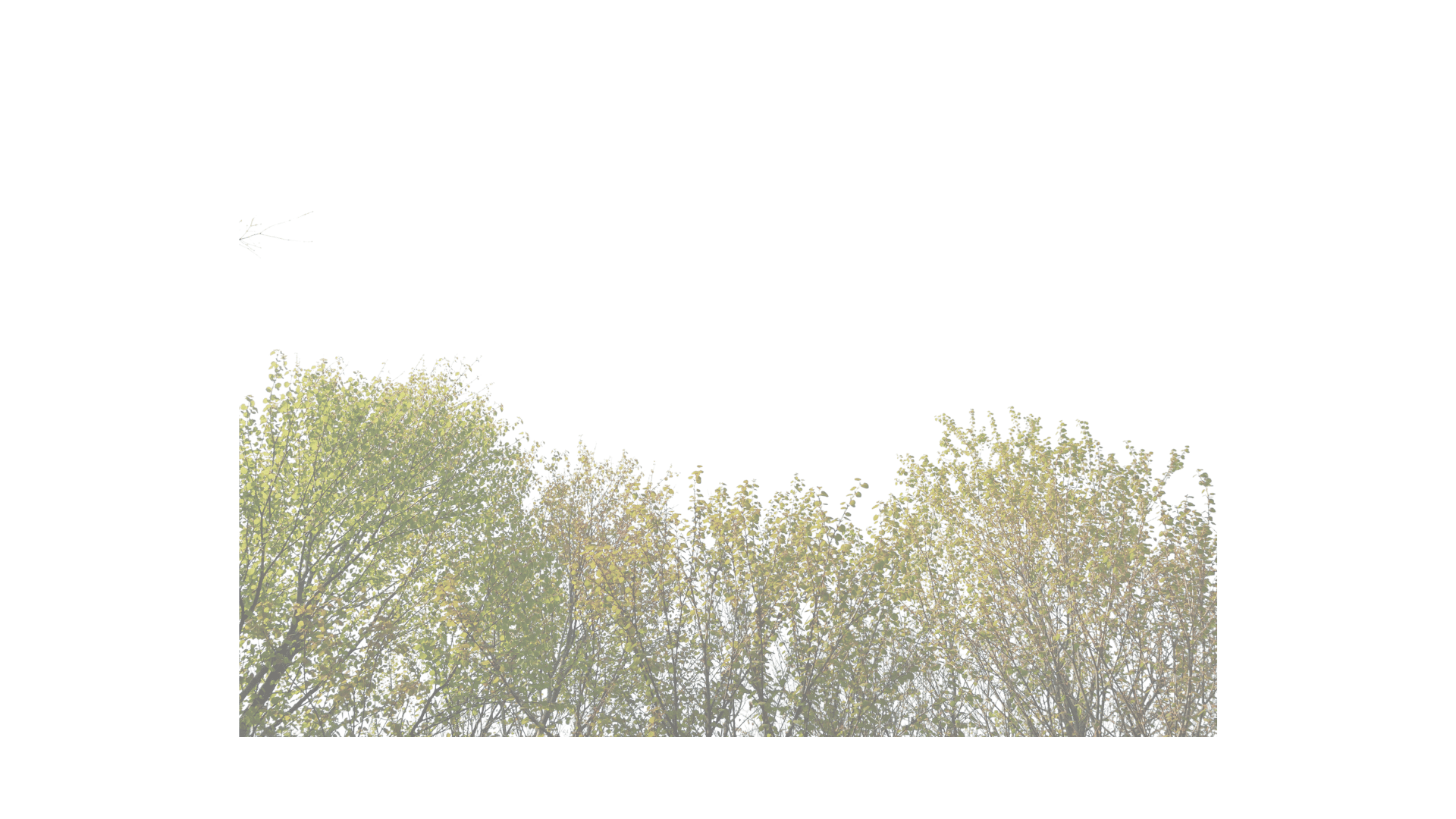 Trees with green/yellow leaves and a white sprig against a green background.