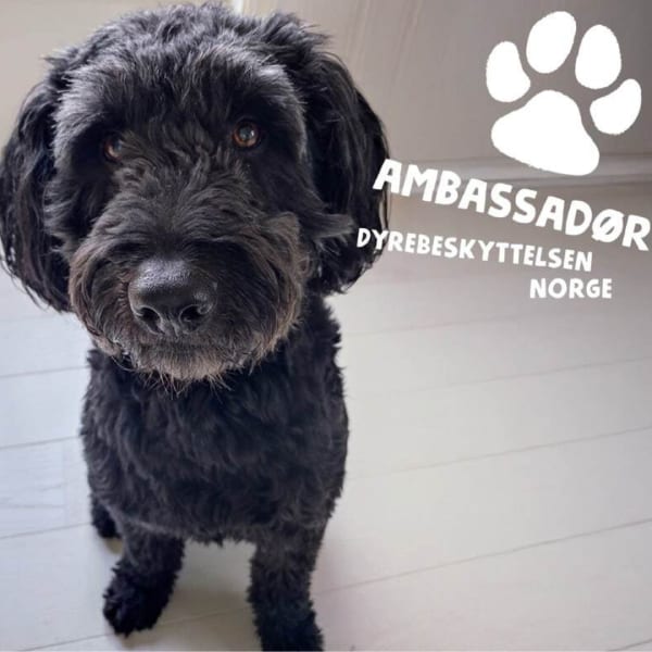 Black dog, "Ambassadør Dyrebeskyttelsen Norge" text, and paw print.