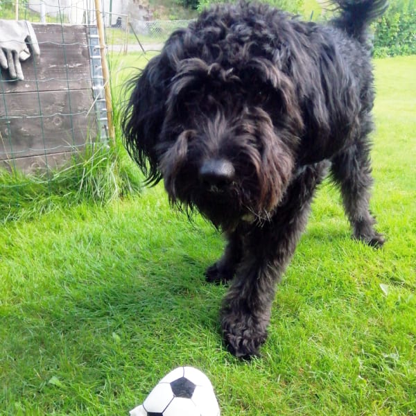 Black shaggy dog on grass with a soccer ball.