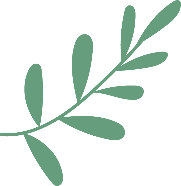 Terrestrial plant, Leaf