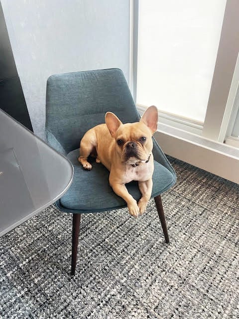 Dog breed, Working animal, Furniture, Comfort, Carnivore, Couch, Chair, Wood, Flooring
