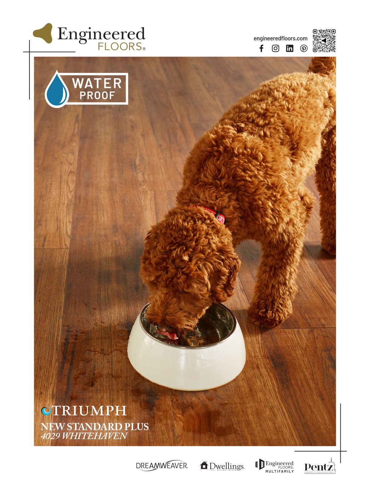 Water dog, Carnivore, Fawn
