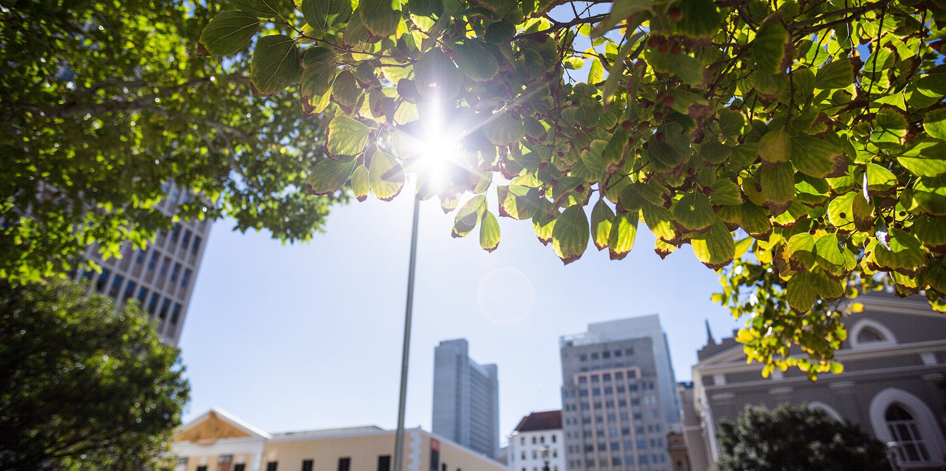 Building, Daytime, Sky, World, Leaf, Branch, Skyscraper, Sunlight, Biome, Tree