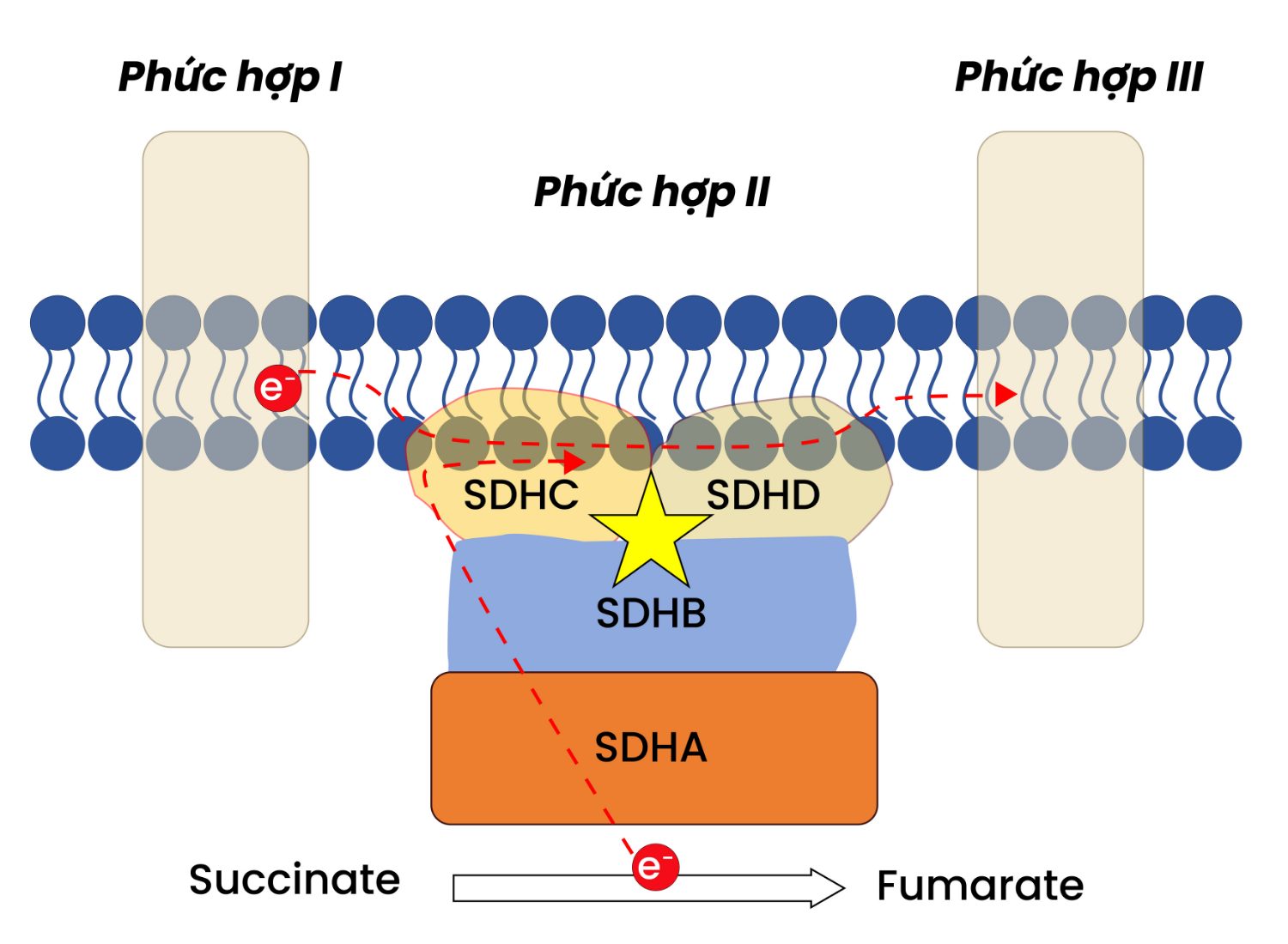 Diagram of mitochondrial Complex II (SDH) showing succinate to fumarate conversion and electron transfer.