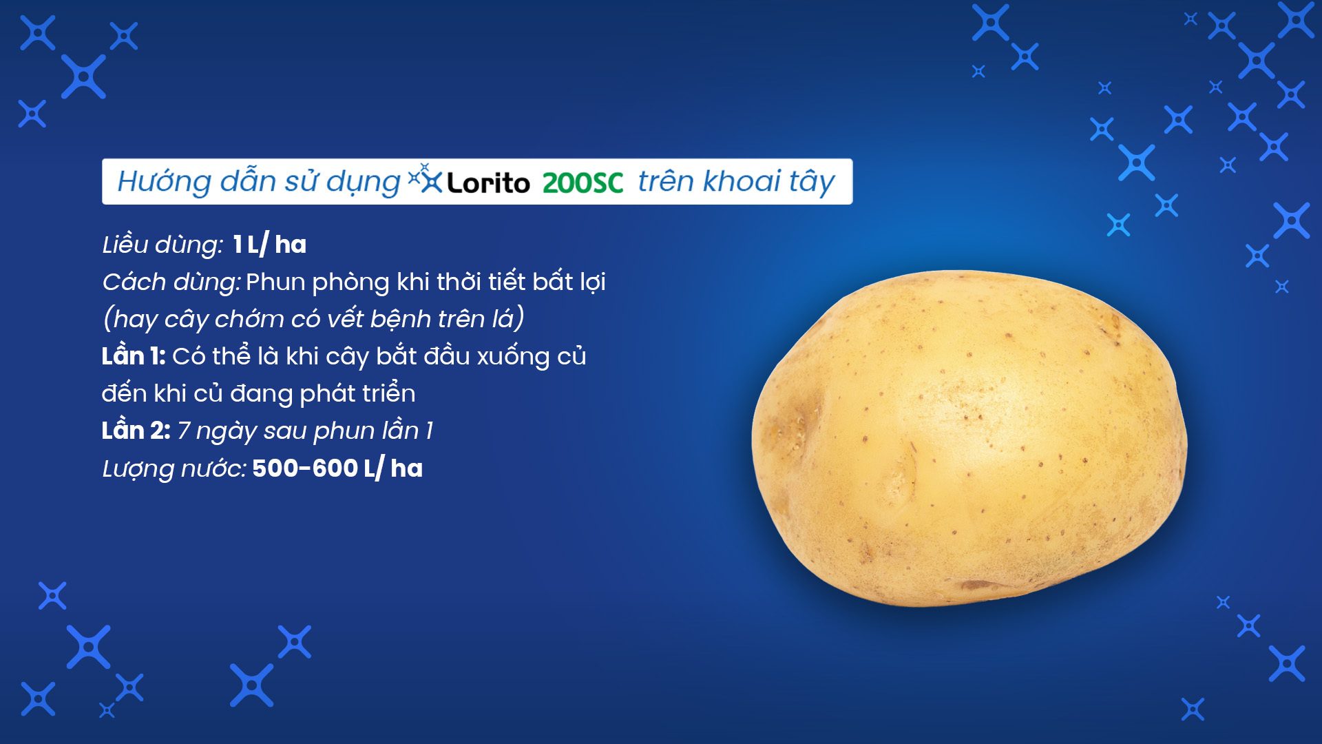 Vietnamese instructions for applying Lorito 200SC to potatoes, with a potato image.